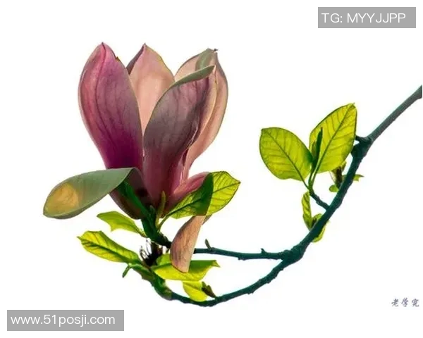 彩神Vll用户交流群汇总及使用技巧分享平台欢迎您的加入与交流 彩神Vll用户交流群汇总及使用技巧分享平台欢迎您的加入与交流